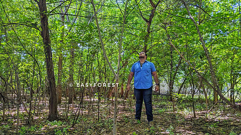 EasyForest’s Dense Forests: Pioneering Sustainable Green Spaces in Urban India