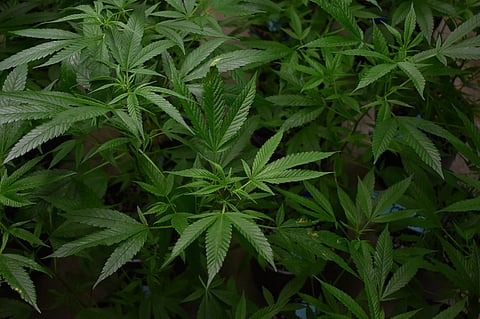‘How did 27kg ganja grow naturally in Jayanagar?’ irked Karnataka HC asks Bengaluru man