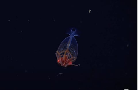 Colossal squid (Mesonychoteuthis hamiltoni)