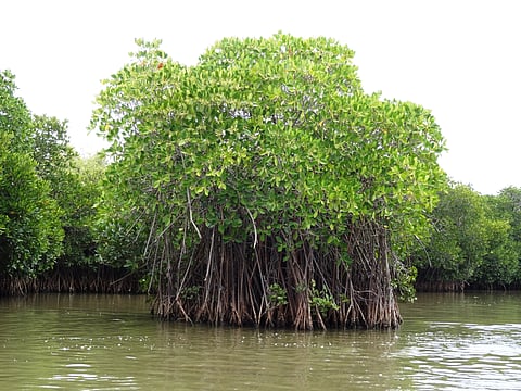 5000 mangrove saplings planted along Adyar river to improve Chennai’s flood resilience 
