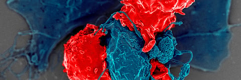 Regulatory T cells (red) interact with other immune cells (blue) and modulate immune responses. 