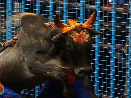Karnataka: Diwali traditional fest turns tragic as 3 killed in bull-taming competition