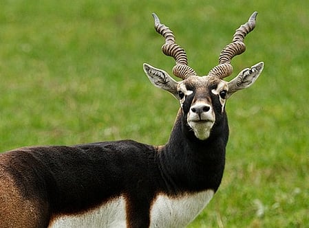 28 blackbucks die in 3 days at Belagavi zoo, officials await FSL reports