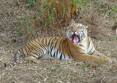 TN forest dept to put two trap cages to capture old tiger suspected of killing tribal woman
