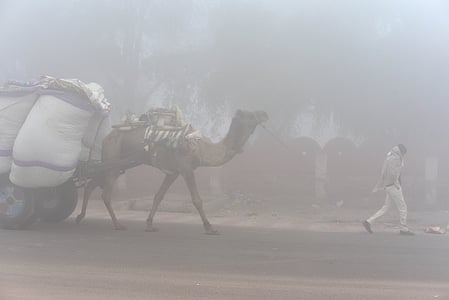 Dense fog blankets parts of Rajasthan; visibility drops in many areas