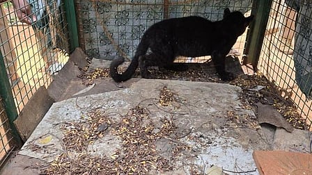 Tamil Nadu: Rescued leopard cub dies while Forest department attempts reunion

