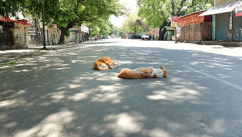 Culling of hundreds of stray dogs in Telangana: FIRs filed against 7 Sarpanches