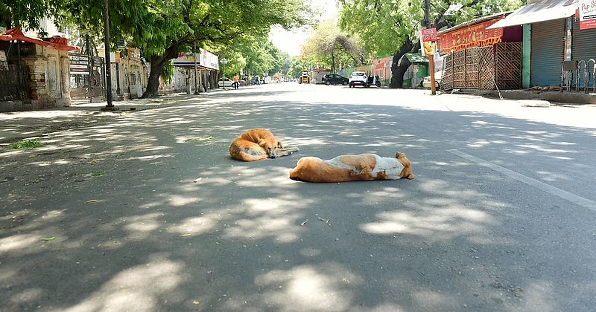 News 10 Culling of hundreds of stray dogs in Telangana: FIRs filed against 7 Sarpanches