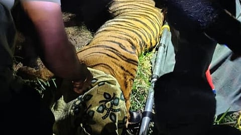 Tiger roaming near Rajahmundry captured after six-day operation
