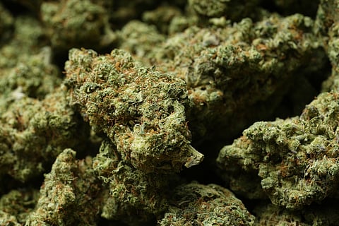 Shown is marijuana at NJ Weedman's Joint dispensary in Trenton, N.J., Thursday, April 23, 2026. 