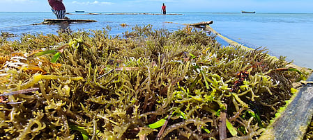 Andhra Pradesh CM for action plan to enhance incomes through seaweed cultivation