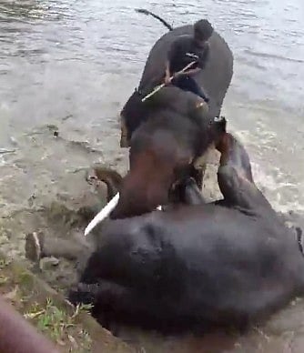 Chennai tourist killed during elephant fight at Karnataka's Dubare camp