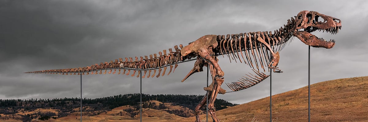 What science loses when T. rex becomes a trophy