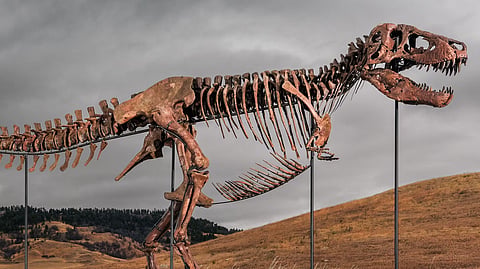 ‘Gus’ was excavated in South Dakota, but it’s unclear where its next home will be. 