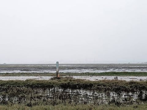 Pallikaranai Collective’s charter seeks coordinated action to protect wetlands