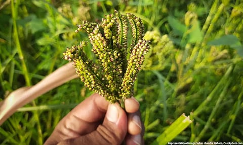 How Deficient Rainfall Is Affecting Ragi Farmers In Karnataka’s Mandya
