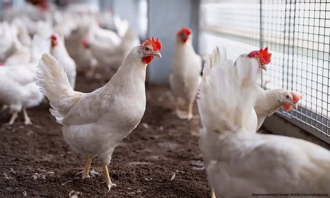 Why Diverting Maize For Ethanol Is Affecting Poultry Farmers