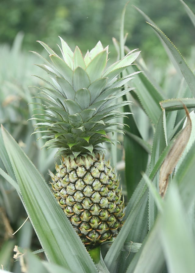 The Vazhakulam pineapple: The fruit that has brought prosperity to this  Kerala town