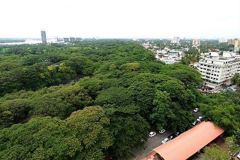 Kochi's mangroves are in a struggle for survival against the burgeoning concrete jungle