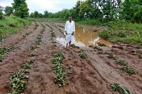 Cyclone Nivar damages crops in Andhra Pradesh 