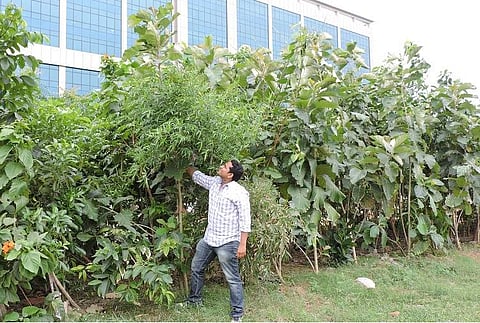 Tired of living in a concrete jungle? Here's how you can grow your own forest