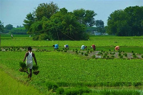 Representational image of an agricultural field