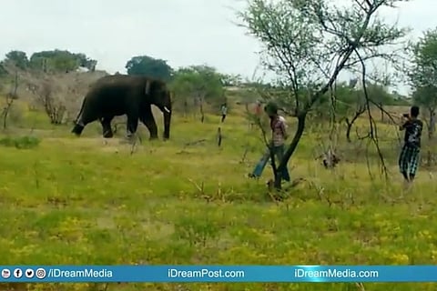 After week long face-off, Andhra forest officials capture tusker that killed farmer