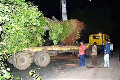 Andhra MLA translocates peepal trees that were going to be axed, on personal expense