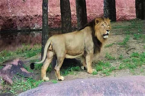 19-year-old Asiatic lion 'Atul' dies of old age at Hyd zoo