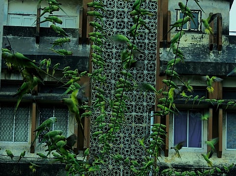 How flocks of parakeets turned to the Birdman for help during Chennai floods