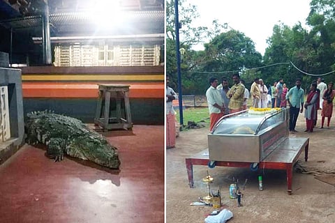 Babiya the crocodile in a casket