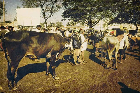 Farmers bring cattle to a market 