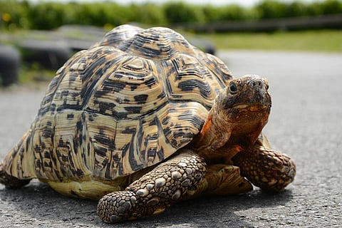 Meet Bertie: The Guinness Record holder for the fastest tortoise in the world