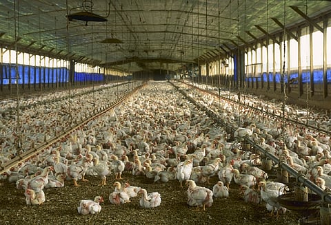 Fowl being culled after bird flu outbreak near Hyderabad