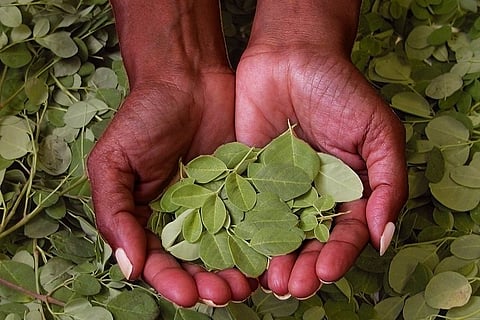 The Moringa tree enters the arsenal of treatments against chronic diseases