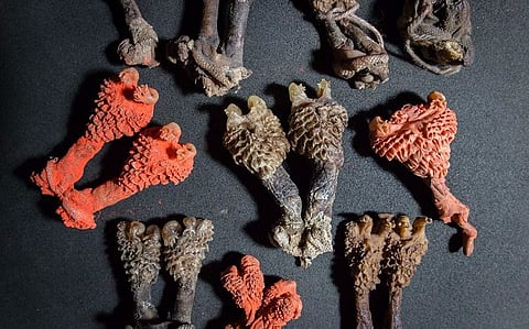 Poachers are now selling the penis of endangered lizards as Indian tantric root