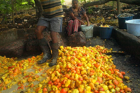 Intoxicating idea by a left-owned co-op bank in Kerala, to help farmers produce Feni