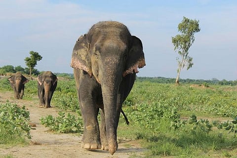 World Elephant Day: 10 reasons to love the jumbos