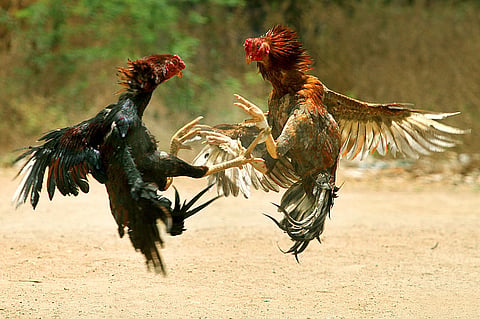 Andhra police raid illegal cockfights, betting events, 14 arrested