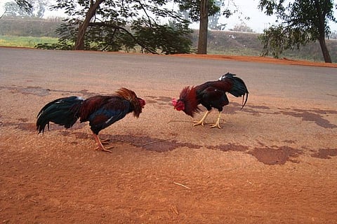 Cockfights continue unabated in Andhra with new currency, and political support