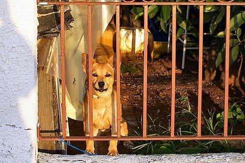 With Govt ban on import of foreign dog breeds, animal lovers hope ‘puppy mills’ will finally close
