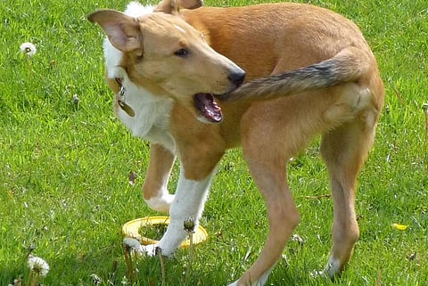  Canine compulsions: Could understanding dogs with OCD help find new treatments for people?