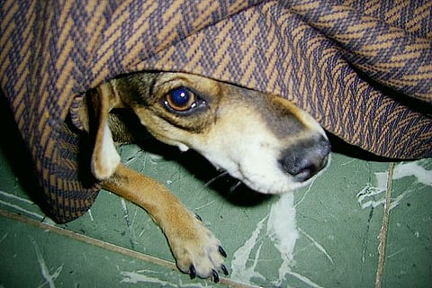 How pets are affected during Deepavali and what you can do to help