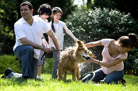 Dog people have more Facebook friends than cat people
