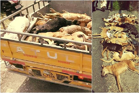 Kerala man dies in stray dog attack, residents beat 27 dogs to death in retaliation