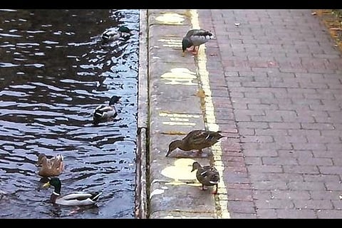 While we struggle for pothole free roads and footpaths, Britain gets 'duck lanes'
