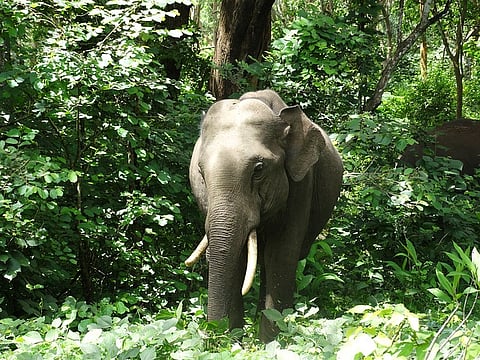 Despite directive Kerala captive elephants suffer in open air