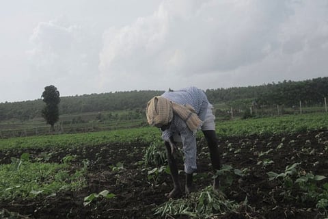 Farmers clearing weeds