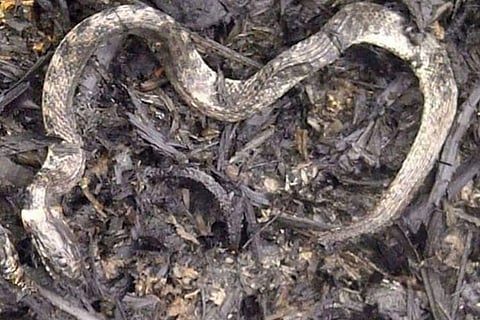 Fact check: Images of burnt animals supposedly from Bandipur fire are fake