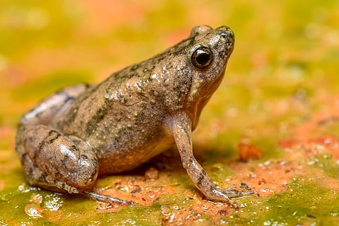 Researchers discover new species of frog from Mangaluru 